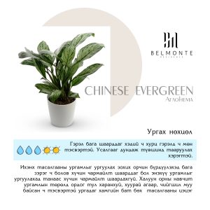 Read more about the article Таны гэрт ямар цэцэгс хэрэгтэй байна вэ?